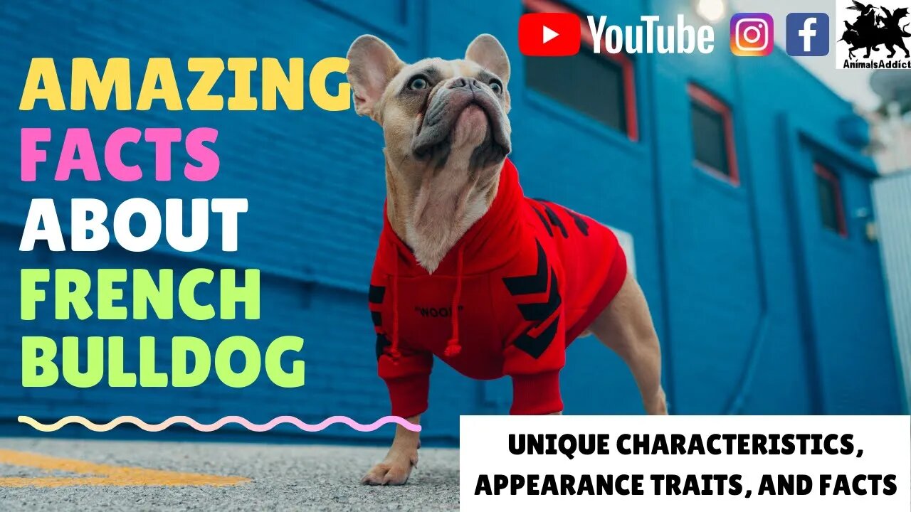 Amazing Facts About French Bulldog | French Bulldog Facts, Traits And Appearance | Animals Addict