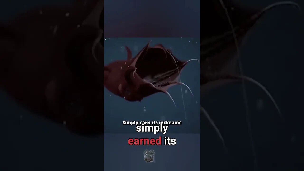 vampire squid