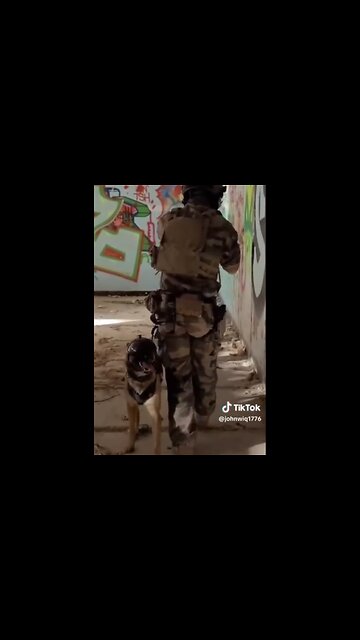 SPECIAL MILITARY FORCES⭐️👨‍🚀🐕TRAINS A BELGIAN MALINOIS K9 TO WALK BACKWARDS🦮👩‍🚀⭐️