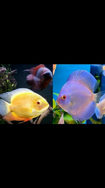 Excellent fishing talent/Amazing Fishing From Palm Tree Best Fish Catching Experience By Hand Beautiful Village Pond #fishing