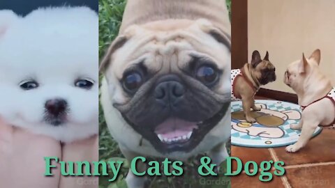 TOP Funny Cats and Dogs of the Weekly - TRY NOT SMILE #5#