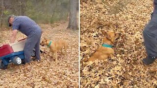 Energetic dog loves to go leaf surfing