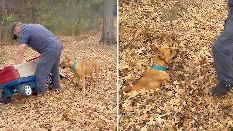 Energetic dog loves to go leaf surfing