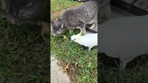 Are they really friends? #cutepets #parrot #shorts #cockatoo #cat #funnyanimals