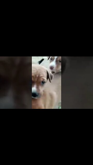 Puppies playing#barking sound#8kviral#ytshorts