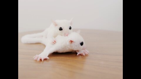 ‏Two beautiful mice are playing with each other and very beautiful view 😊...