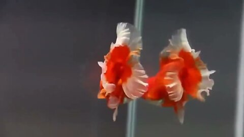 The most beautiful fish on earth | Best beautiful quality goldfish55 5