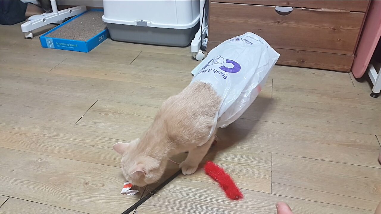 My cat stuck in a plastic bag.