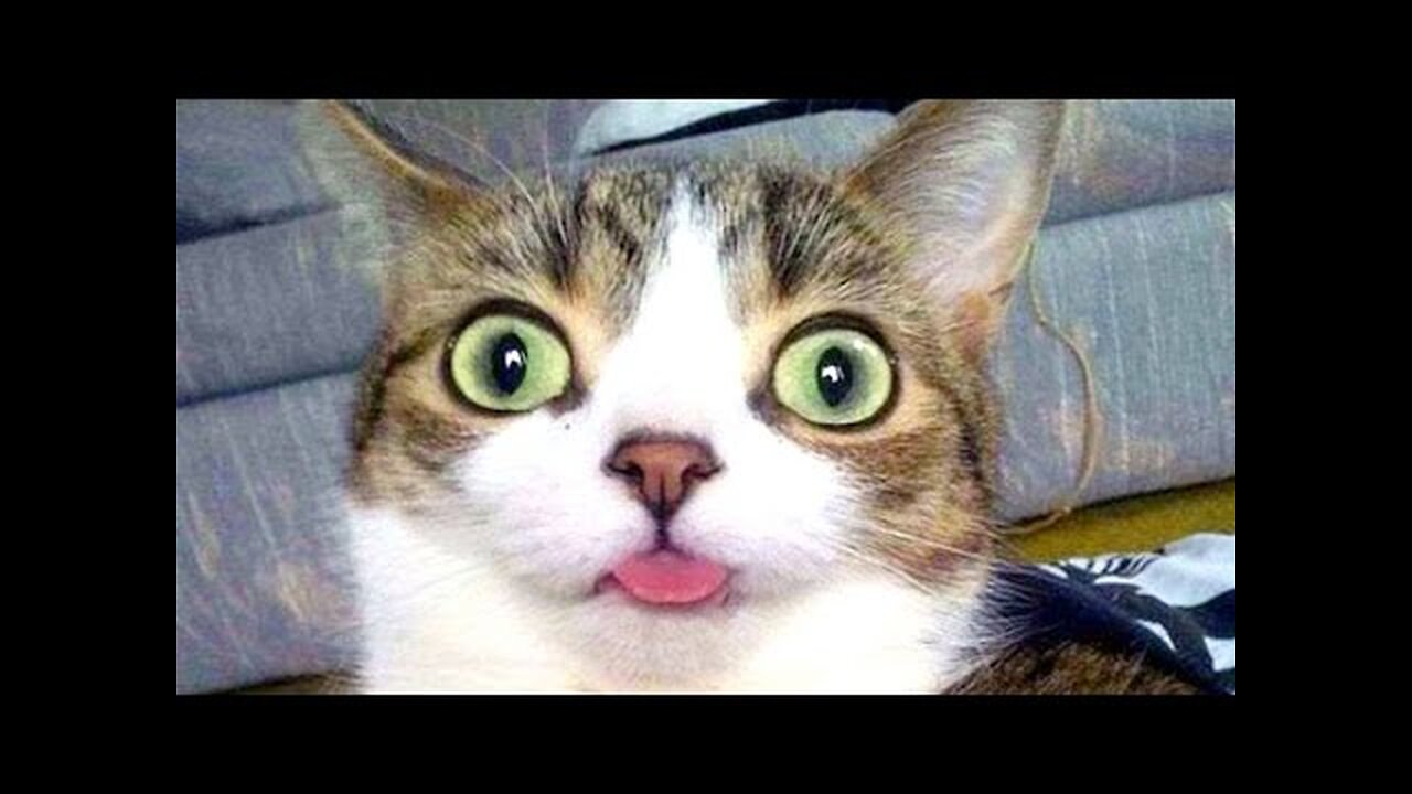 Laugh Out Loud with Adorable Animal Antics