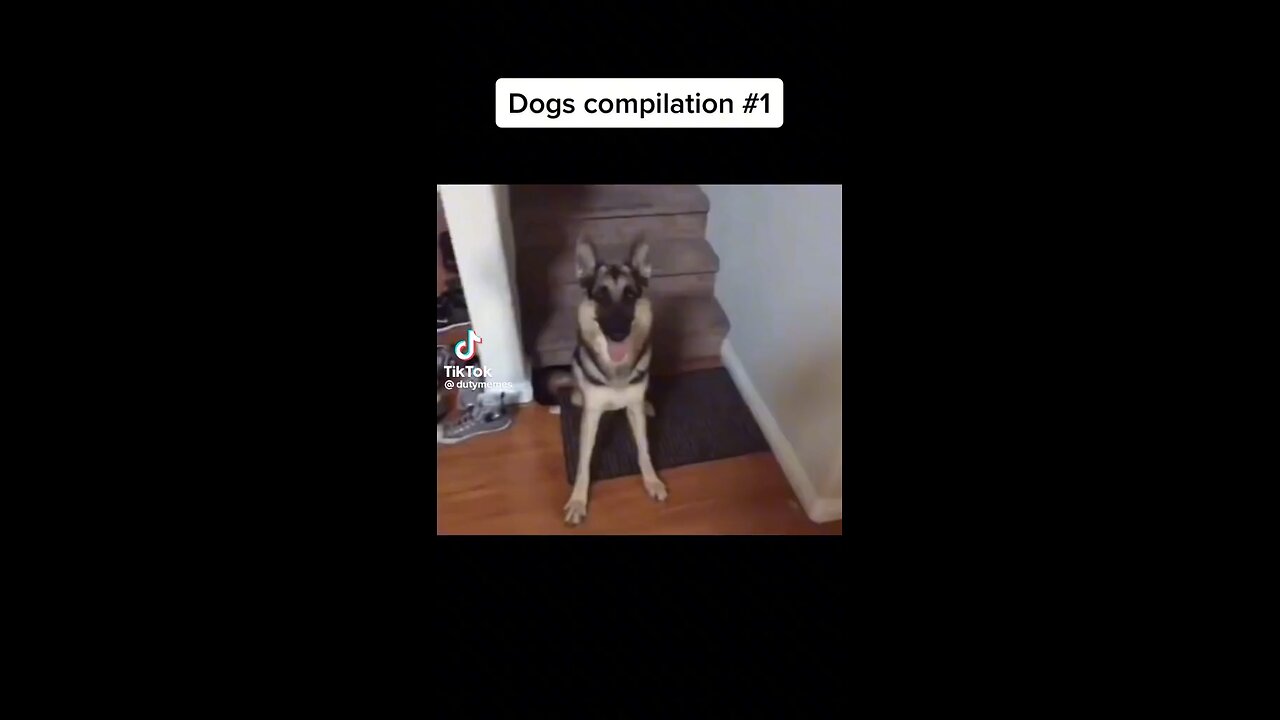 Funny dog clips