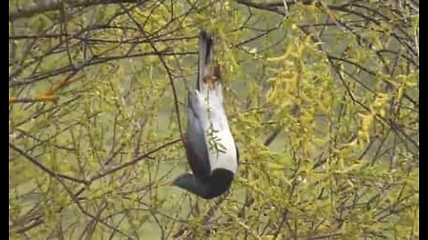 Pombo doido! Ave pendura-se de cabeça para baixo numa árvore