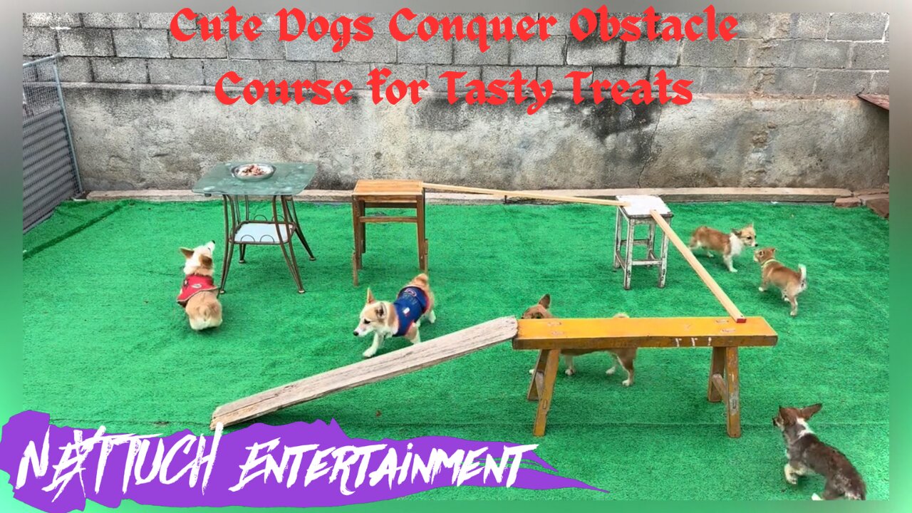 Cute Dogs 🐶 Conquer Obstacle Course for Tasty Treats