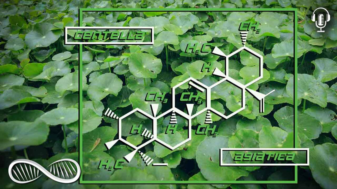 Gotu Kola: The Adaptogenic Bacopa Cofactor for Spiritual Enlightenment