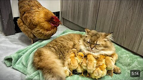 The hen suspects the kitten has stolen the chicks! Funny cute 🤣