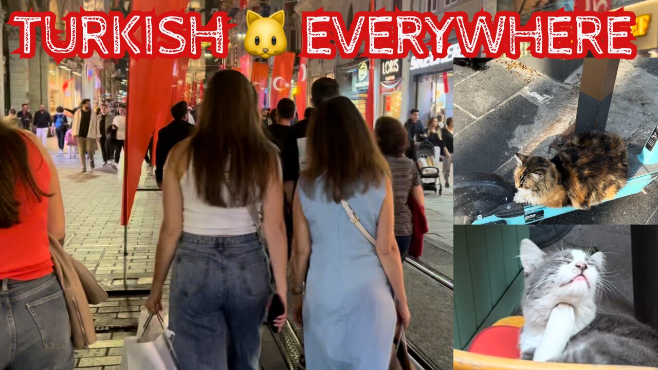 Istanbul is FULL of lovely Turkish 🐱 Check out my compilation!