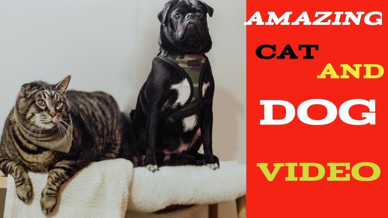 NEW_ AMAZING_ CAT_ AND_ DOG_ FUNNY VIDEO