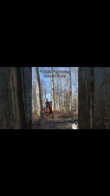 Riding With My Young Horse Off-Leash