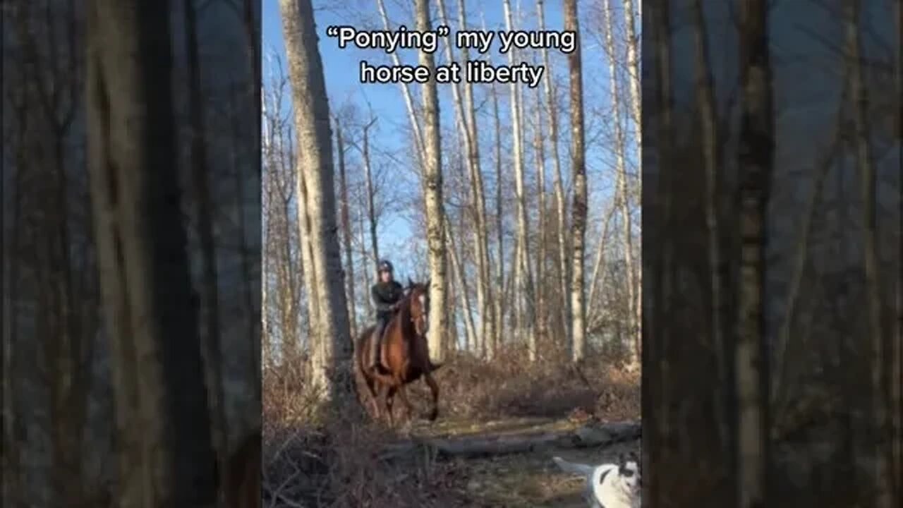 Riding With My Young Horse Off-Leash