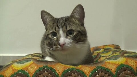 A Cat without Paws