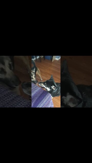 You Can Own A Shepsky or Nice Stuff, But Never Both #dog #doggos #shepsky #dogs #cute #shorts