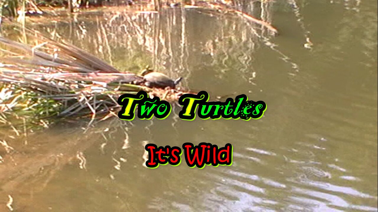 Two Turtles