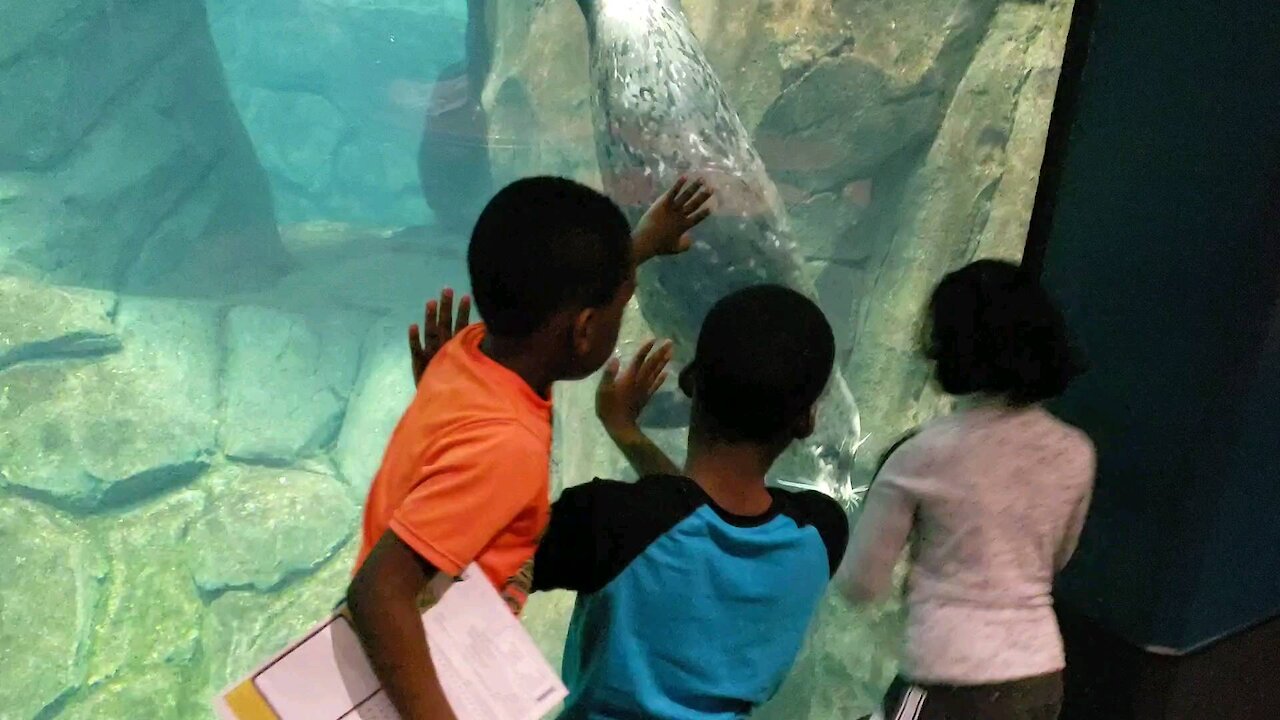 Friendly Seal gets playful with kids