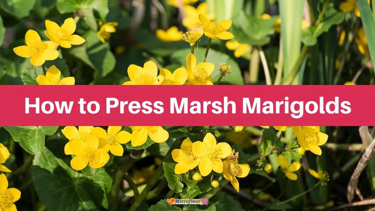 How to Press: Marsh Marigolds