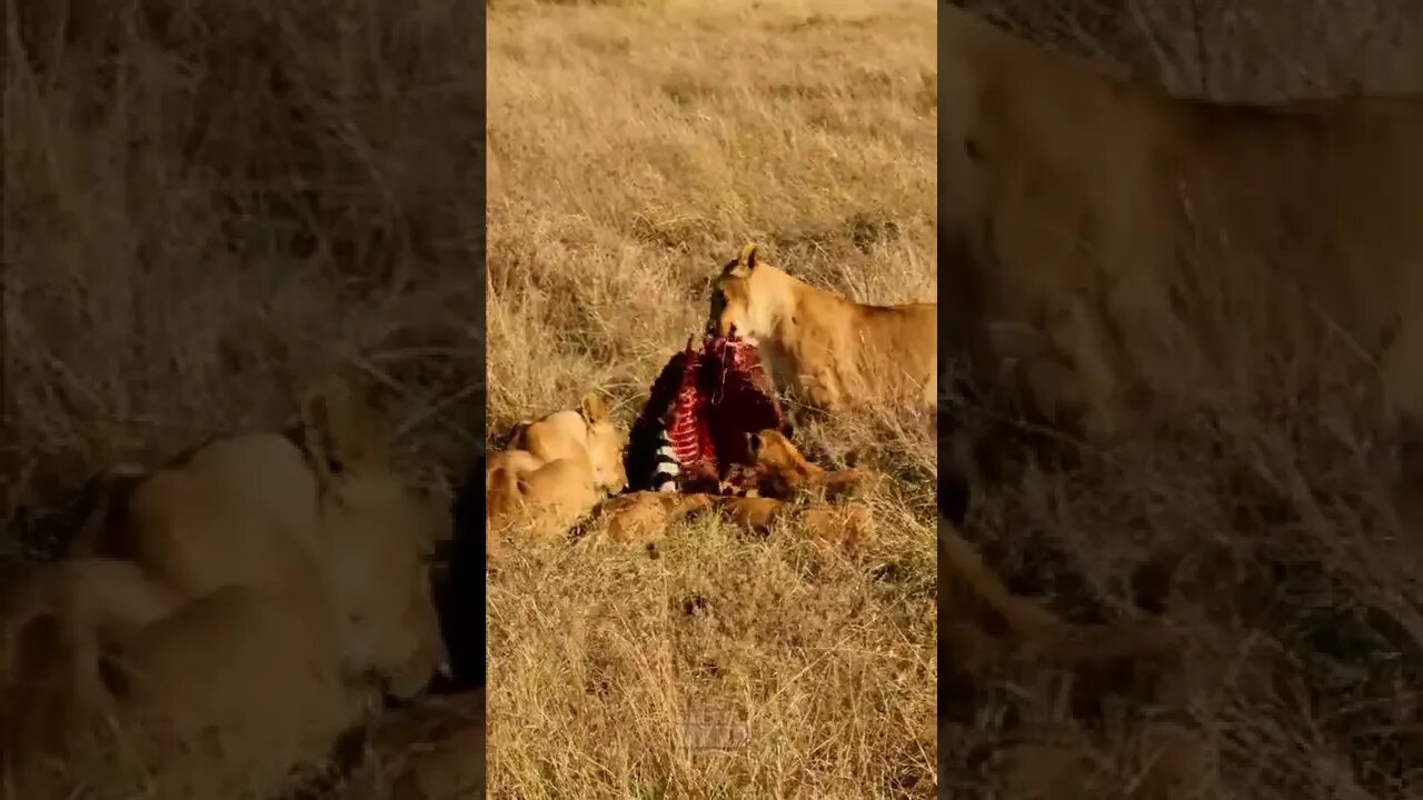 Lioness Moves Her Zebra Meal #shorts