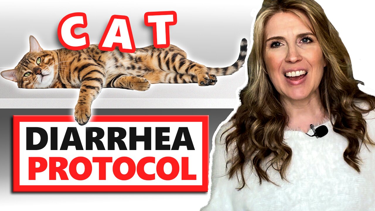 Help! My Cat Has Diarrhea ... What Should I Do?