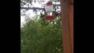 Amazing World of Hummingbirds