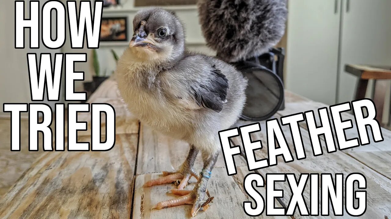 How We Tried Feather Sexing!/ Backyard Hatchery/ Maran Chicks