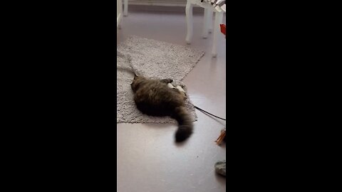 Funny cat video 🐈😂