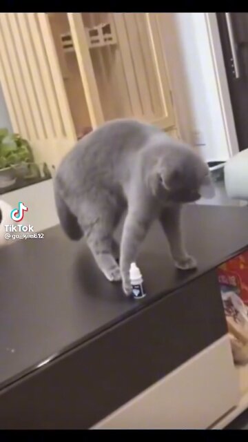 How to warn a jerk cat