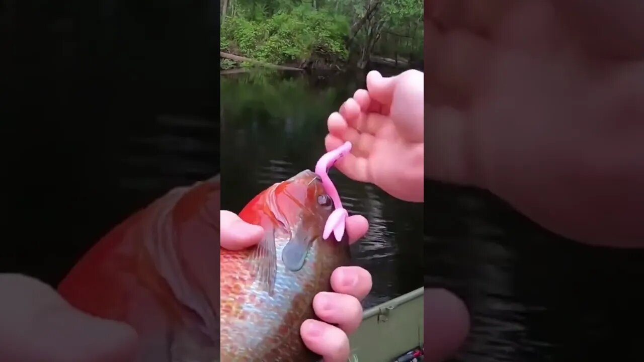 The Biggest Titty Fish I’ve Ever Caught! #fishing #riverfishing #redbreast