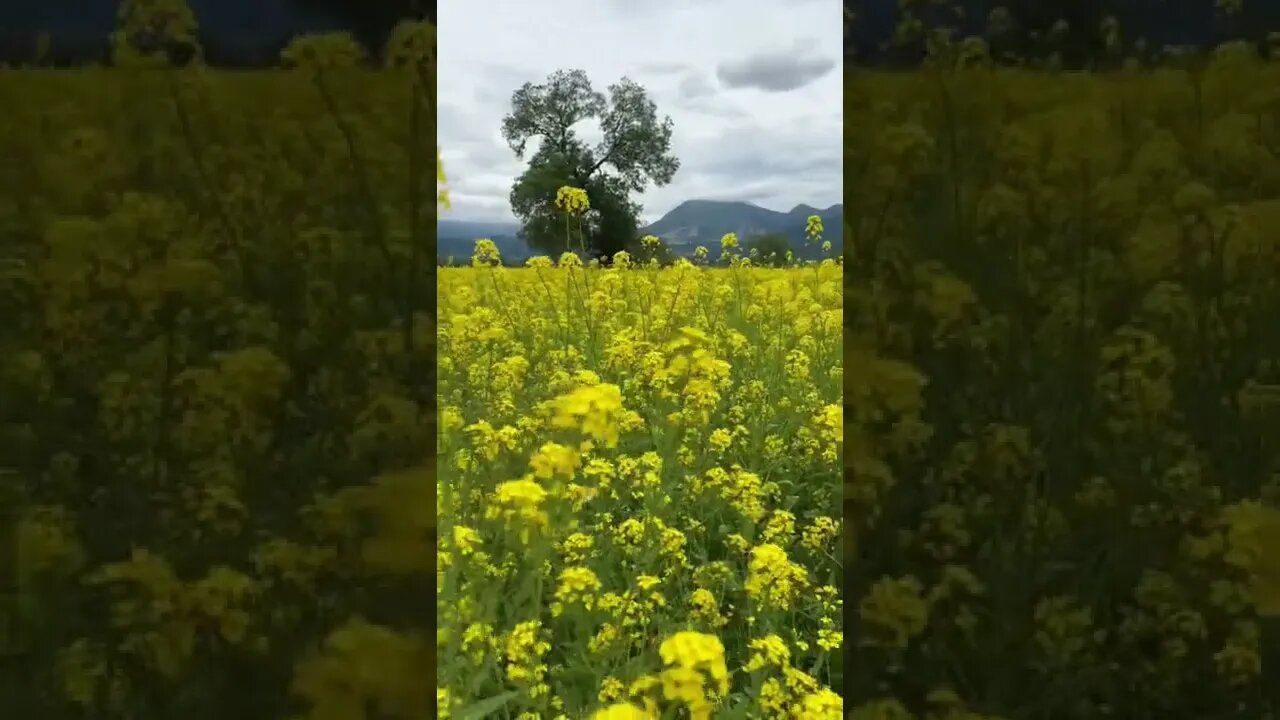 Walking through the flower fields of Iiyama’s Nanohana Park is a truly a memorable experience!