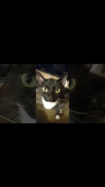 Dubby unboxing video with Kitty #shorts #shortsvideo #shortsfeed #dubbyenergy #dubby