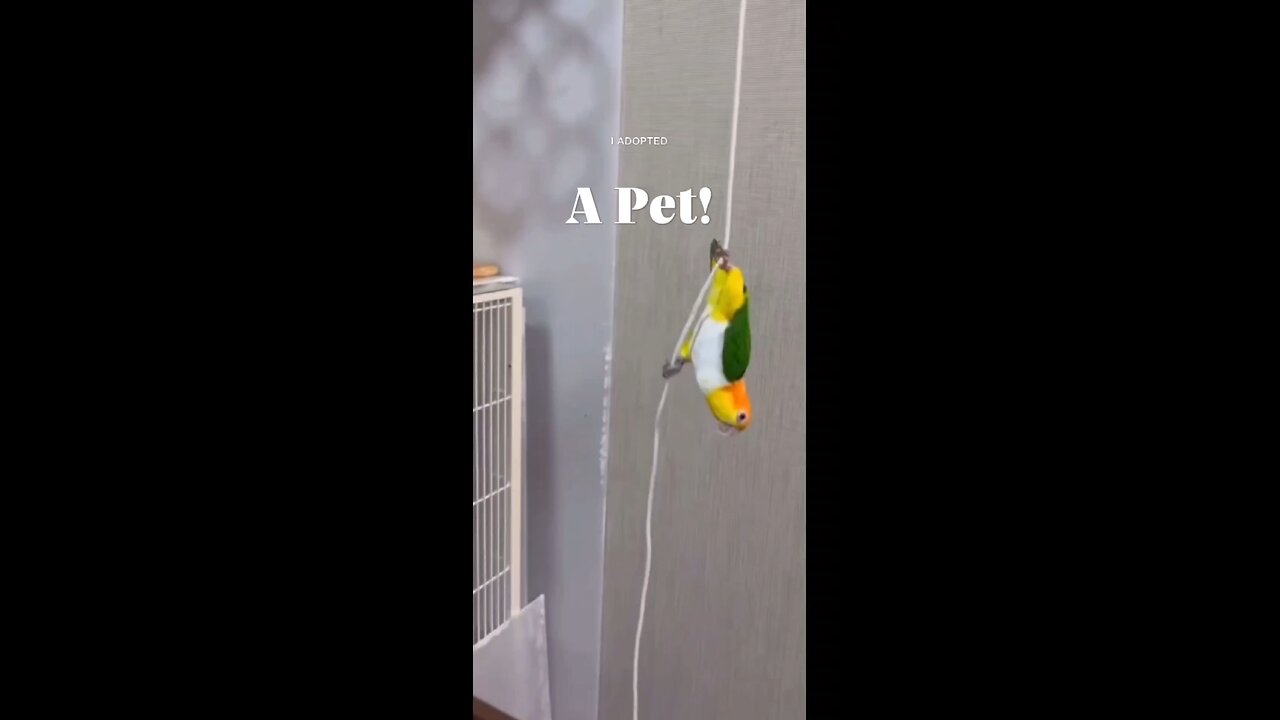 A James Bond Parrot in action