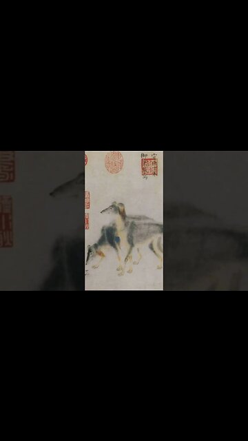 The Saluki, one of the oldest known breeds of dog#shorts