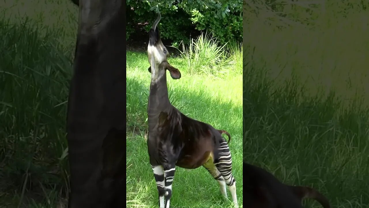 Okapi AKA FOREST GIRAFFE #shorts #short