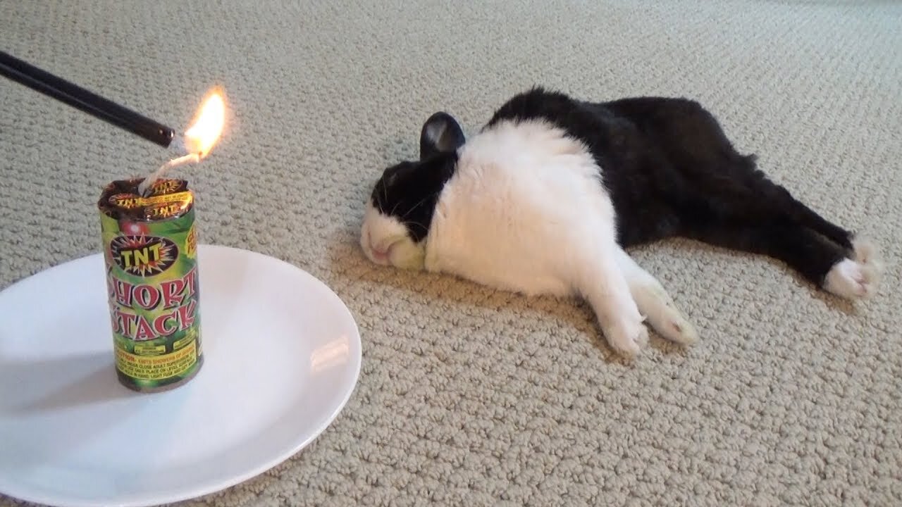 #rabbits #cute #wakingasleepingrabbit Waking a sleeping rabbit with a firecracker