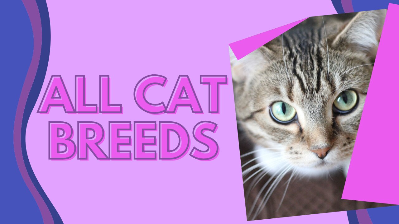 All Cat Breeds A-Z With Pictures! (all 98 breeds in the world)