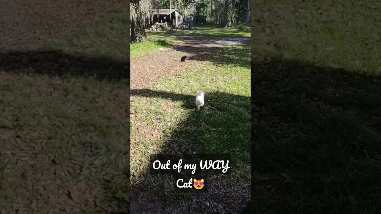 I LOVE 2 trot when I run, so out of my WAY Cat#dogs #cat