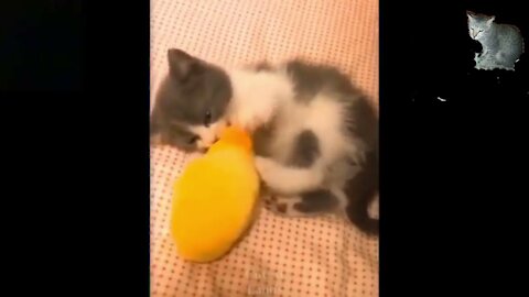 💗Cute And Funny Pets | Try Not To Laugh To These Pets Compilation #3💗 Cutest videos part 3
