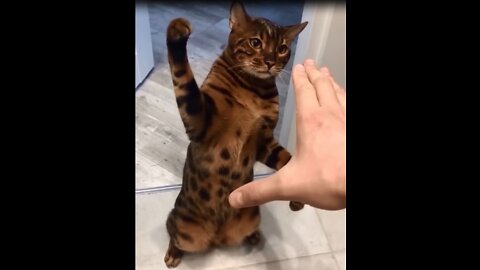 The cutest cats and dogs part 1 #funny #laugh #cat #dog #happy #entertainment