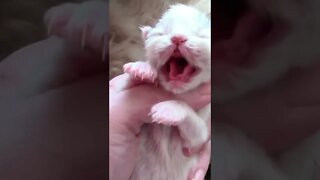 Hissing Newborn Kitten #Shorts 😻