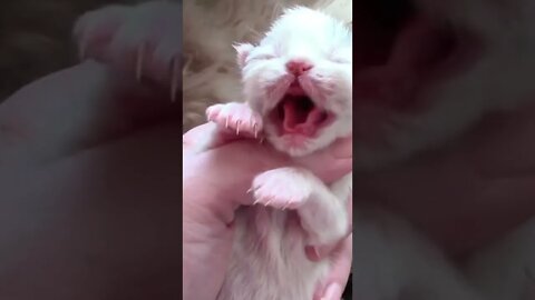 Hissing Newborn Kitten #Shorts 😻
