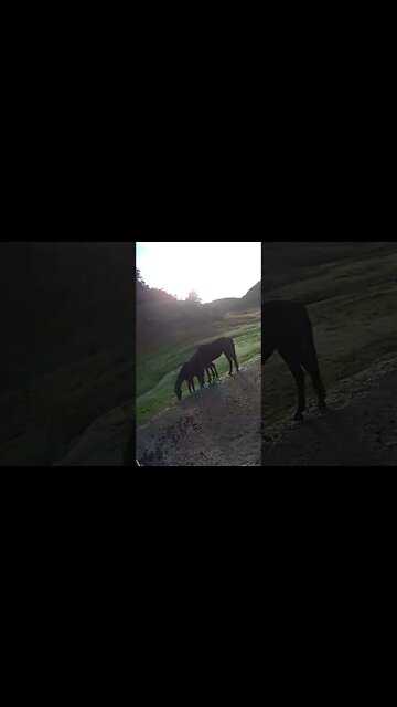 Horsey friends graze