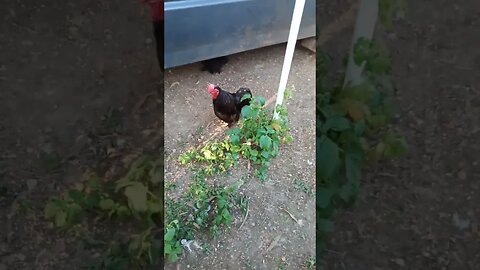 Cute little Bantams