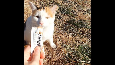 korea's street cat