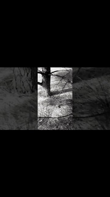 In the pines... in the pines, where the son never shynes